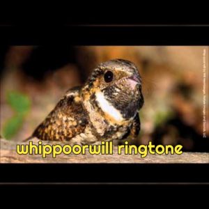 whippoorwill ringtone